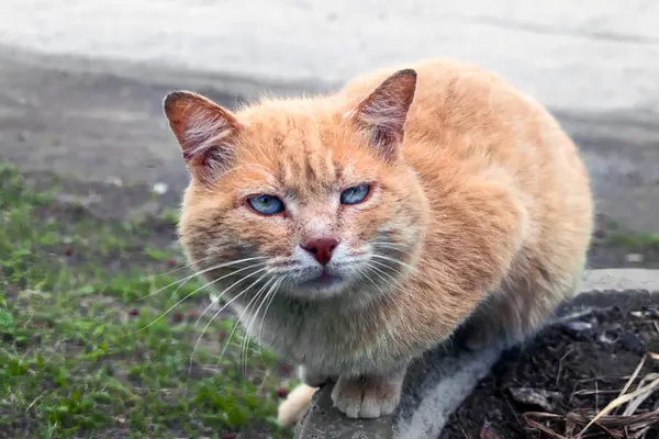 Retrato de um gato de rua sem-teto de cabeça vermelha . — Fotografia de Stock