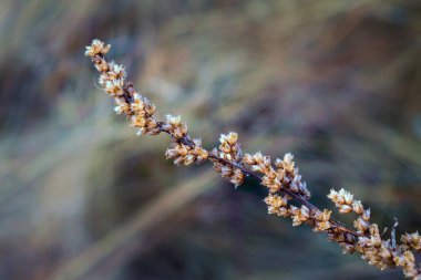 Vahşi sonbahar çiçekleri kapanıyor. Bulanık arka planda kurumuş kır çiçekleri, yakın plan..
