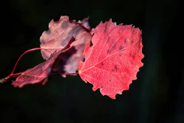 Autumnal leaves abstract background. Autumn leaves on a blurry forest background. — Stock Photo, Image