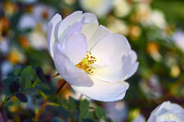 白茶は背景がぼやけた自然な花を咲かせます. — ストック写真