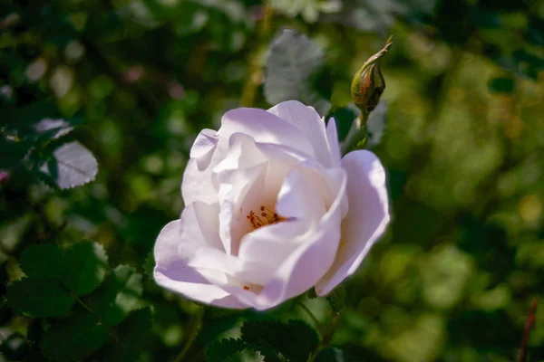 Biała herbata róża kwiat na niewyraźne naturalne tło zbliżenie. — Zdjęcie stockowe