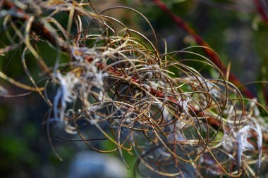 Vahşi sonbahar çiçekleri kapanıyor. Bulanık arka planda kurumuş kır çiçekleri, yakın plan..