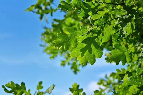 Young green oak foliage closeup. Detail of green oak leaf illuminated by the sun.