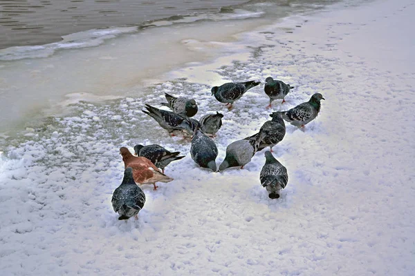 Palomas en la nieve en un parque junto al río. Las palomas se sientan en la nieve en invierno . — Foto de Stock