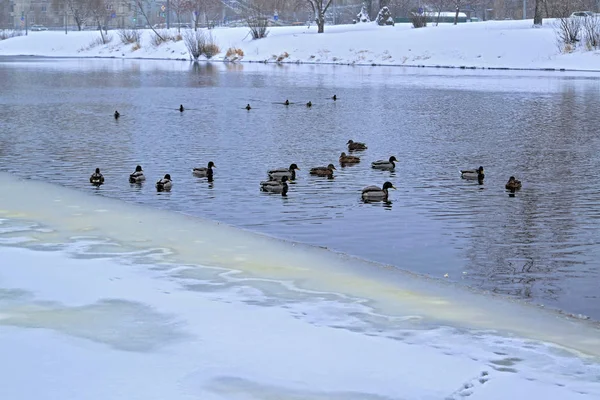 Un troupeau de canards sauvages sur une rivière dans un parc. Paysage hivernal . — Photo