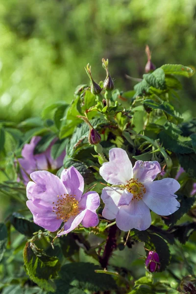 Dogrose blommor på en suddig bakgrund. Grenar av blommande nypon på en bakgrund av suddig grönska. — Stockfoto