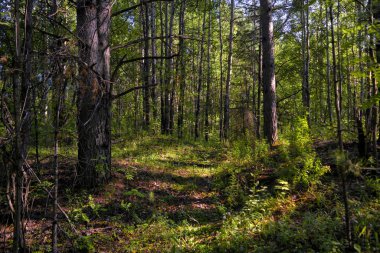 Yaz ormanında güneşli bir gün. Sıcak yaz güneşi renkli bir yaz ormanında ağaç gövdelerini aydınlatır..
