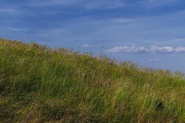 Paesaggio estivo. Prato con erba da campo su un pendio su uno sfondo di cielo blu e nuvole bianche . — Foto Stock
