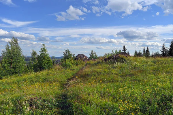 Paesaggio prato estivo con alte erbe selvatiche in fiore su uno sfondo di foresta e cielo blu . — Foto Stock