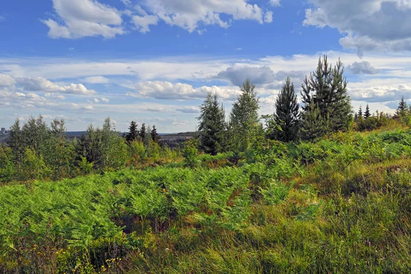 Paesaggio prato estivo con alte erbe selvatiche in fiore su uno sfondo di foresta e cielo blu . — Foto Stock
