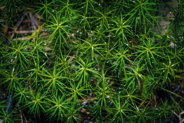 Красивый лесной мох Политрихум на заднем плане . — стоковое фото