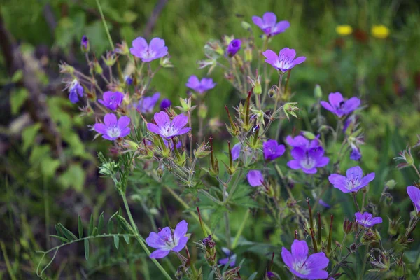 Çayır doğasında çiçekler. Doğal yaz arkaplanı, sabah güneşinde çayırda çiçekler. Çiçeklerle sabah alanı arka planı.