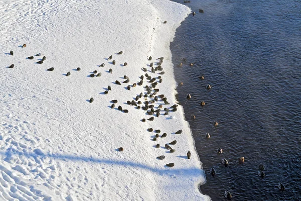 Pigeons in the snow in a park by the river. Pigeons sit in the snow in winter. — 스톡 사진