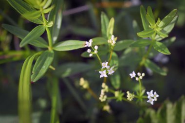 Çayır doğasında çiçekler. Doğal yaz arkaplanı, sabah güneşinde çayırda çiçekler. Çiçeklerle sabah alanı arka planı.