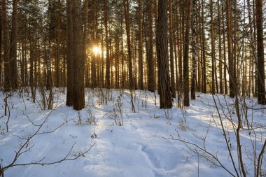 Gün batımında karlı bir orman gölü kıyısında kış manzarası. Kış Ormanı.