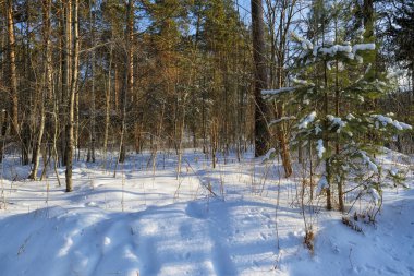 Gün batımında karlı bir orman gölü kıyısında kış manzarası. Kış Ormanı.