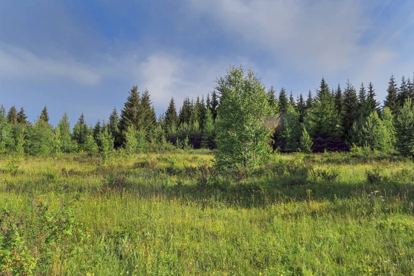 Paysage de prairie d'été avec de grandes herbes sauvages en fleurs sur un fond de forêt et de ciel bleu . — Photo