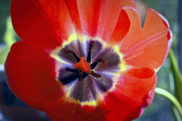 Цветок тюльпана крупным планом. Закрыть внутреннюю часть красного тюльпана . — стоковое фото