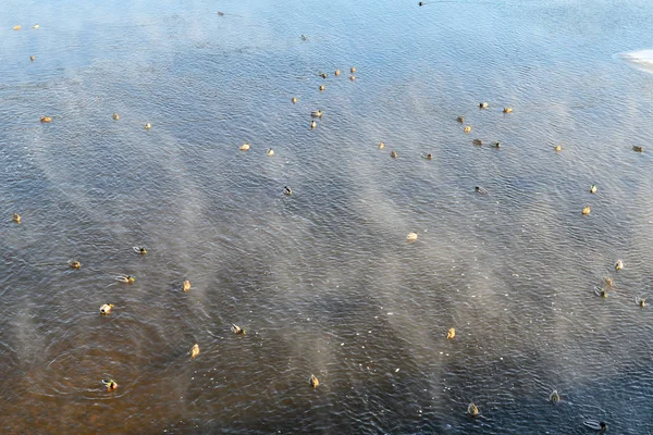Un troupeau de canards sauvages hivernant sur la rivière dans un parc municipal . — Photo