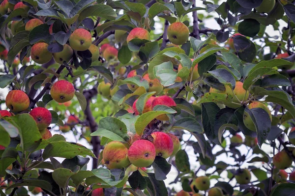 Apple tree with ripe red fruits close-up. Beautiful red-ripe apples on the branch. — 스톡 사진
