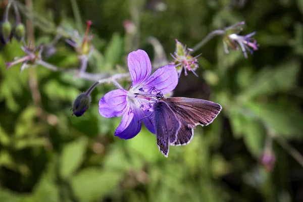 草原の花を閉じる夏の花の背景。日当たりの良い草原. — ストック写真