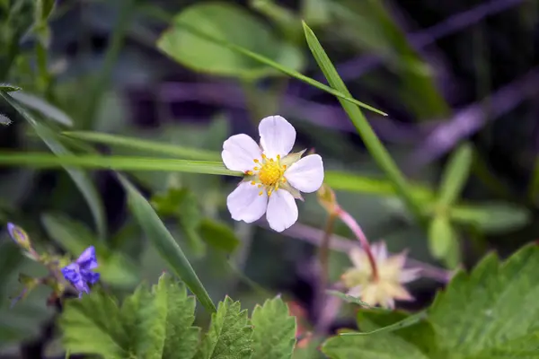 背景にぼやけた草の上に森の中の野生のイチゴの花. — ストック写真