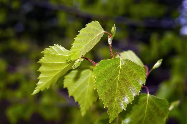 Hojas de abedul verde joven sobre un fondo borroso de cerca. Fondo de primavera . — Foto de Stock