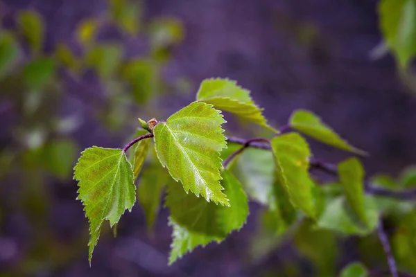 Hojas de abedul verde joven sobre un fondo borroso de cerca. Fondo de primavera . — Foto de Stock