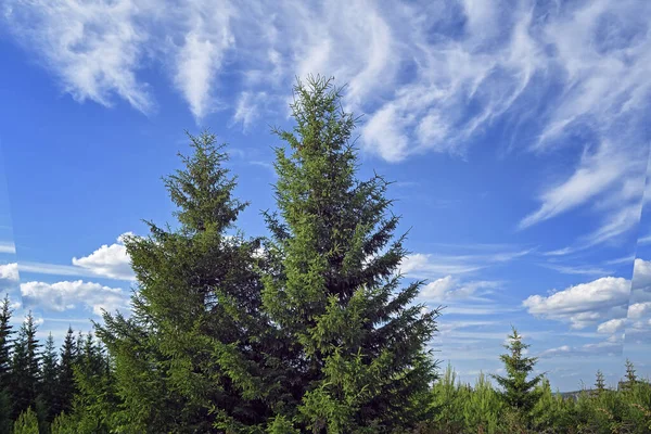 Sommarlandskap i granskogen. Fir träd på solig sommardag. — Stockfoto