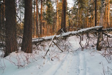 Gün batımında karlı bir orman gölü kıyısında kış manzarası. Kış Ormanı.