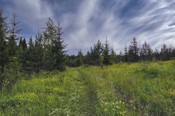 Paisagem do prado de verão com ervas silvestres de flor alta em um fundo de floresta e céu azul . — Fotografia de Stock