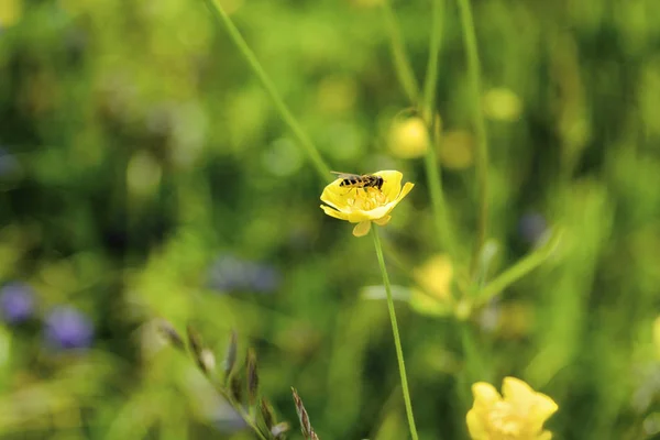 Flowers in a meadow nature. Natural summer background with flowers in the meadow in the morning sun rays. Morning field background with flowers. — Stock Photo, Image