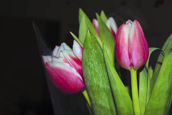 Bouquet de tulipes sur fond sombre gros plan — Photo