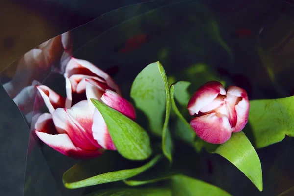 Bouquet de tulipes sur fond sombre gros plan — Photo