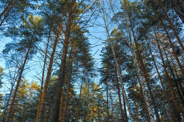 Snow-covered crowns of pines in the winter forest at sunset background. — Stock Photo, Image