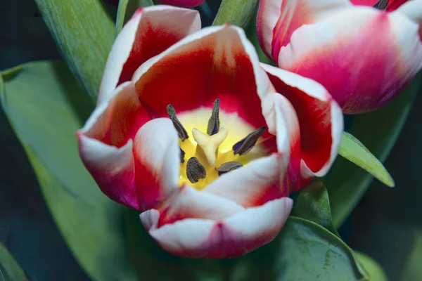 Аромат тюльпанов на темном фоне крупным планом — стоковое фото
