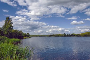 Bir orman gölünün kıyısındaki yaz manzarası. Orman gölü Mavi bulutlu gökyüzünün altında.