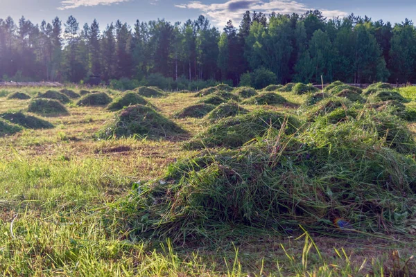 Paysage de prairie d'été avec de grandes herbes sauvages en fleurs sur un fond de forêt et de ciel bleu . — Photo