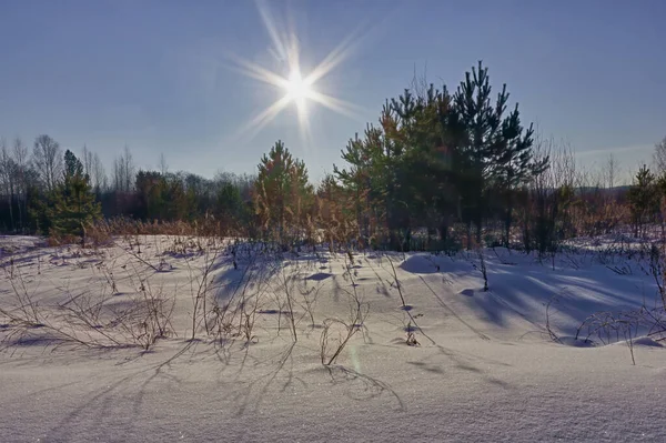 Winterlandschap Met Besneeuwde Bomen Mooi Bevroren Meer Geel Riet Bij — Stockfoto