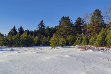 Kış manzarası, karlı ağaçlar, güzel donmuş göl ve gün batımında sarı sazlıklar..