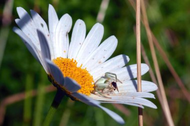 Açık yeşil bir örümcek sineği yiyor. Yakın çekim..