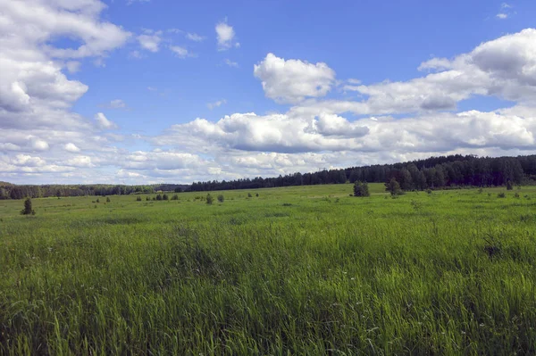 Prairie Avec Des Herbes Des Champs Sur Une Pente Sur — Photo