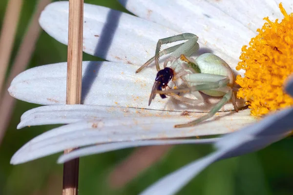 Light Green Spider Eating Fly Closeup — Stock Photo, Image