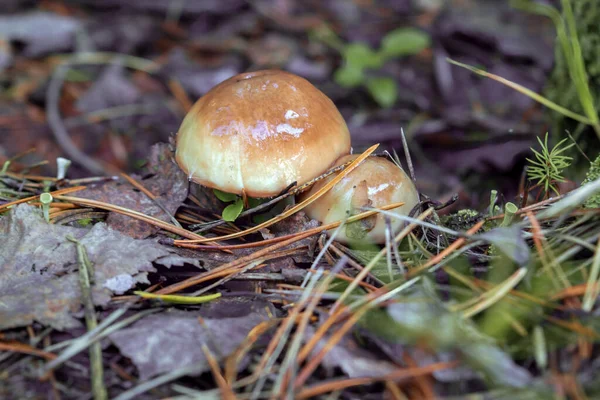自然环境中蘑菇的特写A森林蘑菇 — 图库照片