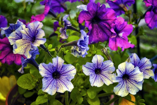 Primeros Planos Flores Petunia Flores Petunia Púrpura Flores Petunia Púrpura — Foto de Stock