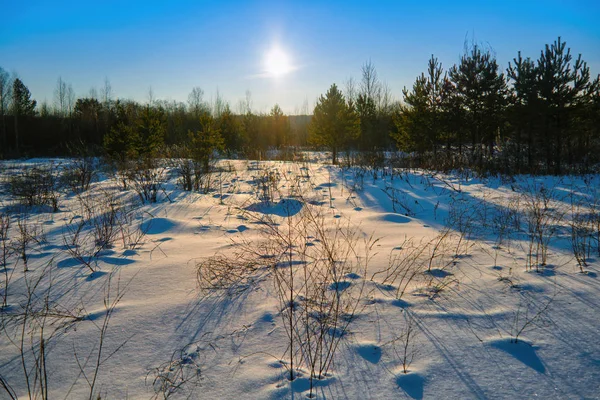 Winterlandschap Met Besneeuwde Bomen Mooi Bevroren Meer Geel Riet Bij — Stockfoto