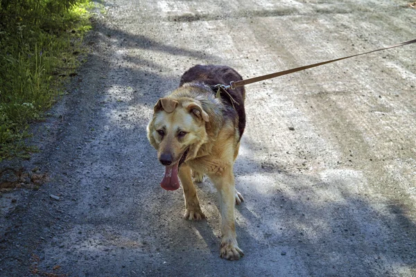 Πορτρέτο Ενός Μεγάλου Ηλικιωμένου Σκύλου Που Περπατά Λουρί Στη Φύση — Φωτογραφία Αρχείου