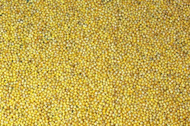 Çekirdekler darı yüksek çözünürlüklü yakın plan. Mavi arka planda sarı darı tanecikleri var..