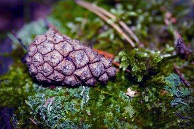 Sonbahar ormanındaki toprak, kalın yosun ve eski iğnelerle kaplıydı..