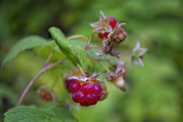 森の中の野生の穏やかなラズベリーの果実のマクロ写真 背景に緑の植物 — ストック写真